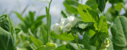 Agritec Plant Research s.r.o.