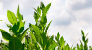 British American Tobacco (Czech Republic), s.r.o.
