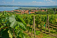 Luboš Strapina
