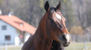 AD Quarter Horses s.r.o.