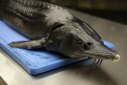 Czech Caviar, s.r.o.