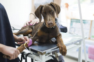 Veterinární nemocnice AESCULAP s. r. o.