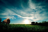 AGRO-OVIS spol. s r.o.