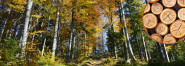 FORESTA SG, a.s.